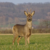 Přišel si mě okouknout