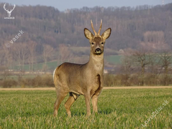 Přišel si mě okouknout