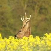 Ještě jeden řepkový