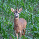 Přišel si nás prohlédnout...jak by jste odhadli věk?