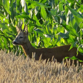Z kukuřice do obilí