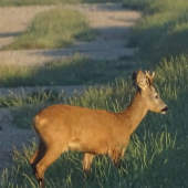 Mladý šesteráček