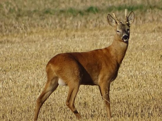 Z dnešního rána