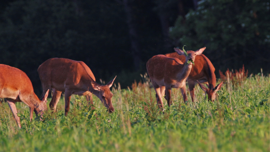Chutná kukurica