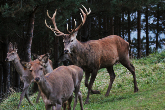 Jeleník s fešandami