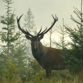 Vo svojom kráľovstve..