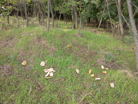 Prechádzka cez koronu