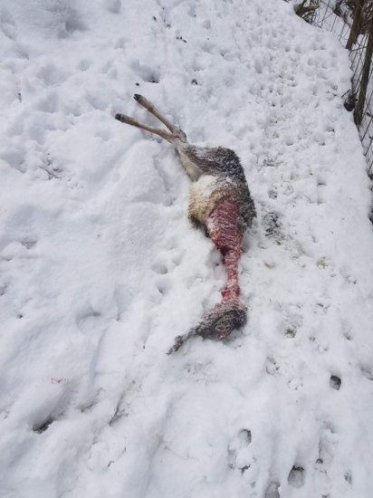 Aké zviera urobí toto?