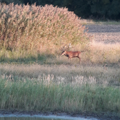 Král lužního lesa