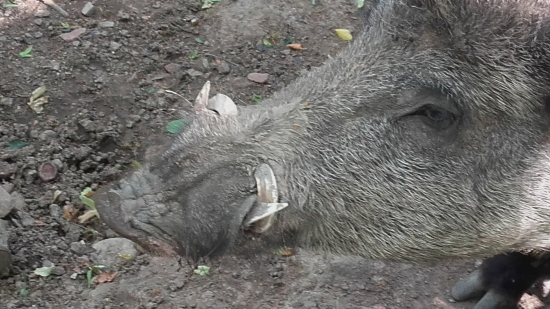 Zarůstavé klektáky