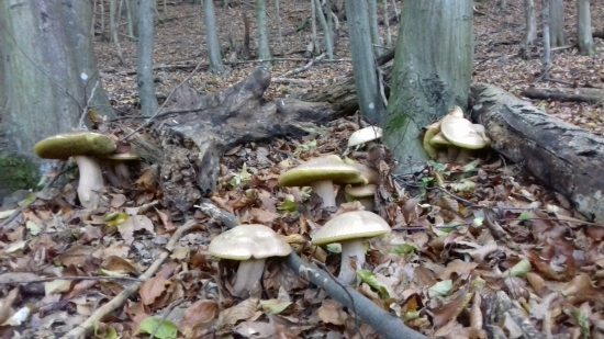 No ale ich zase je...