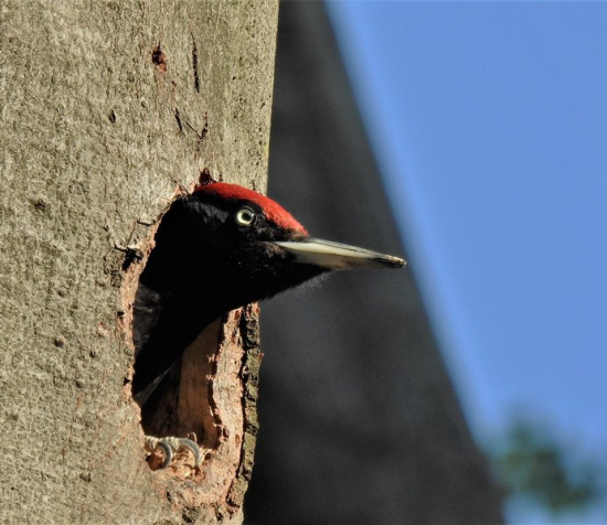 Ďateľ čierny / tesar