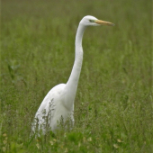 beluša veľka