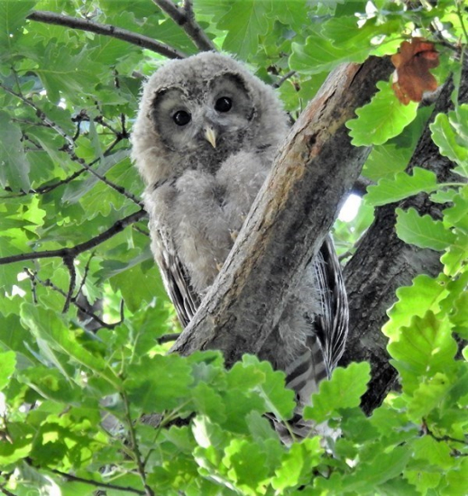 Sova dlhochvostá - sovíča