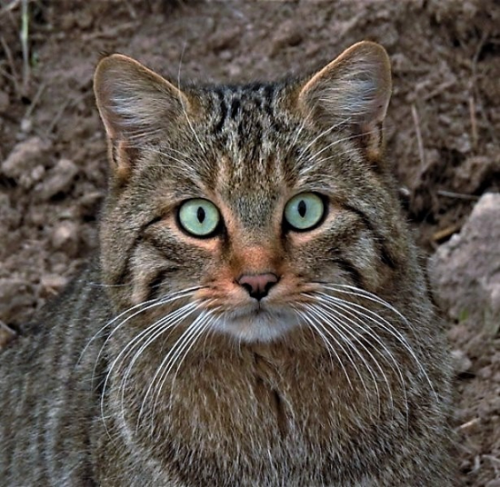 Mačka divá ...blízke stretnutie