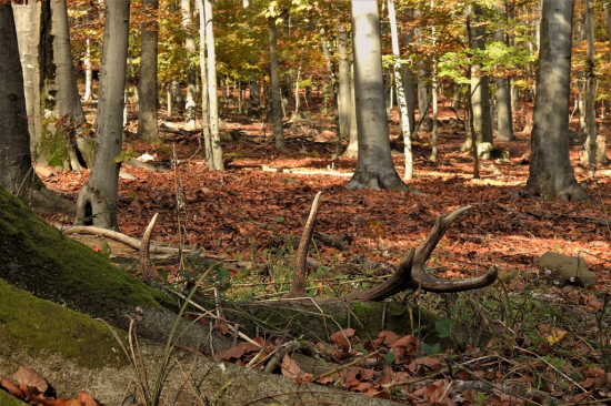 Jesenný počkal ma..