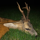 Trojnohý n.osmorák