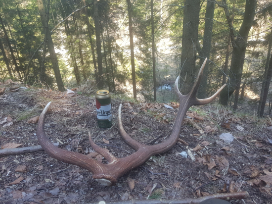 Patrična odmena ...