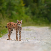 Stretnutie s tajuplnou mačičkou :-)