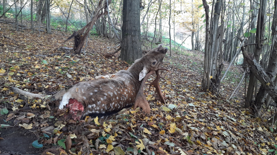 úhyn starého daniela...