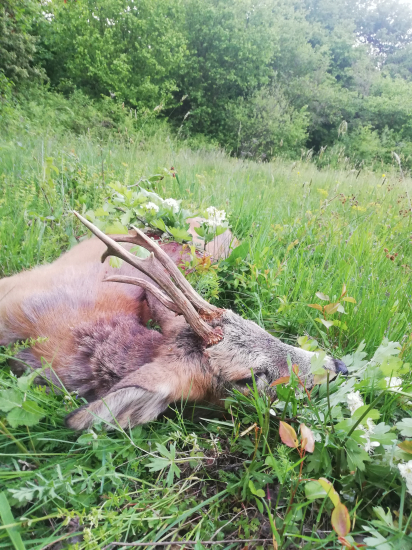 Sezona zahajena 3VT cca 9r