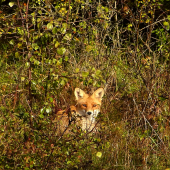 Líštička do vrecka , taká bola drobná.