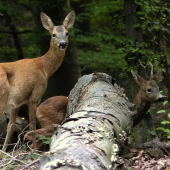 Keď ju miluješ ...