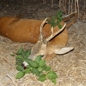 Srnec (môj doprovod)