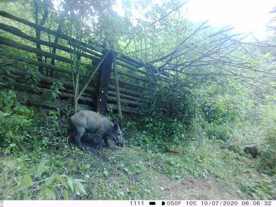 divočák a nutrie