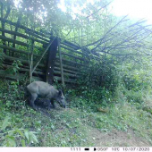 divočák a nutrie