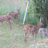 už třetím rokem máme srnu na zahradě a má dvě srnčátka