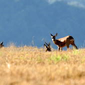 pokusala, zvadzala..