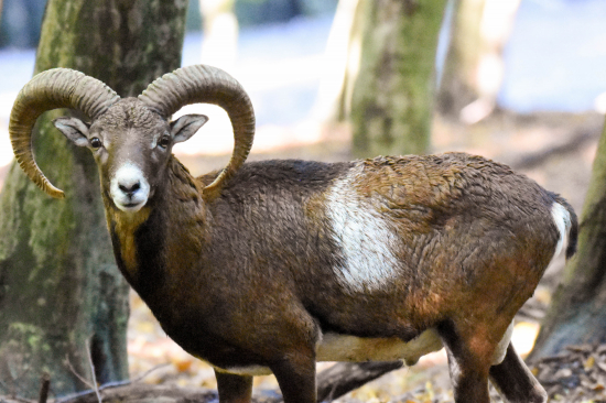 Muflon
