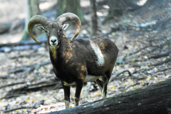 Muflon