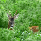 V zelených perinách
