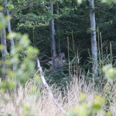 starý pán po súboji