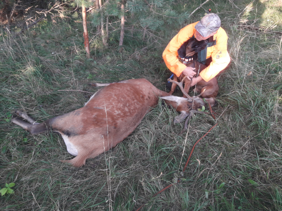 Dve rána - dva jelene