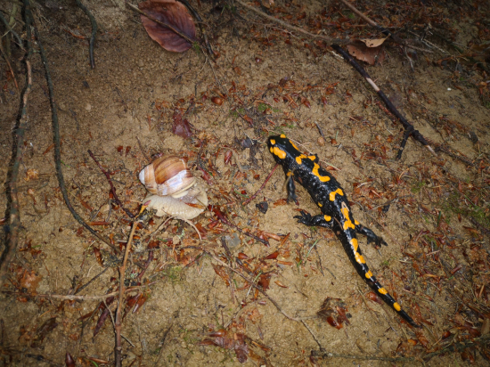 Salamandra škvrnitá