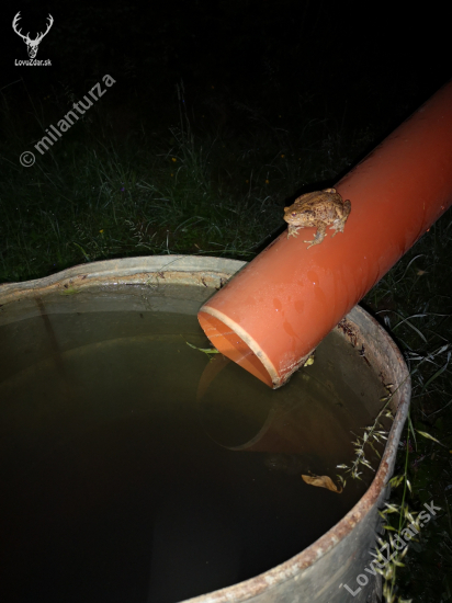 žaba na prameni