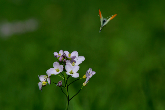Žerušnica lúčna?