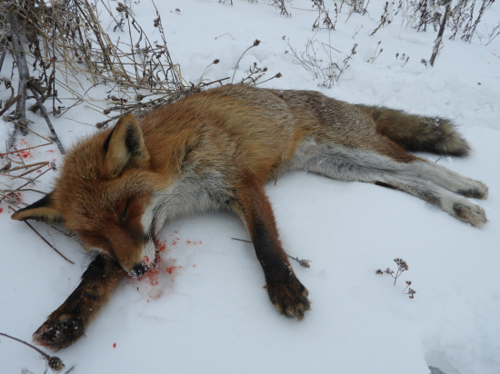 Normálne bývaju aj zadné labky čierne (: