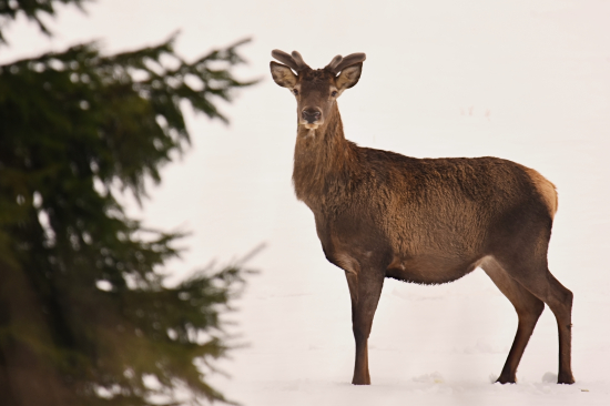 Nie a nie sa dočkať jari