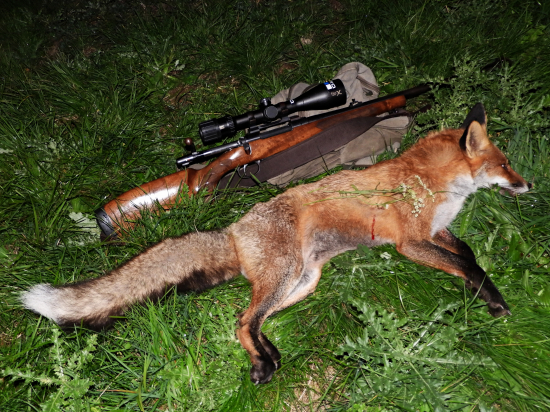 Najväčší exemplár líšky aký som doteraz ulovil ...