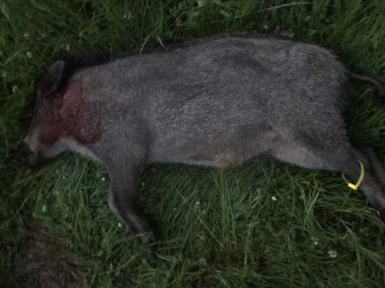 Priateľov lanštiak