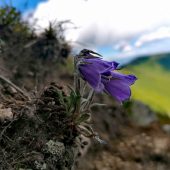 Campanula