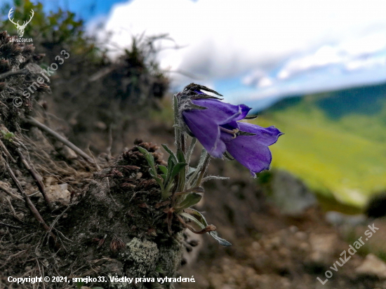 Campanula