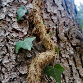 Hedera helix
