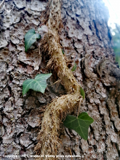 Hedera helix