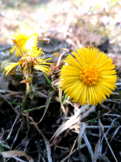 Tussilago farfara