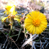 Tussilago farfara